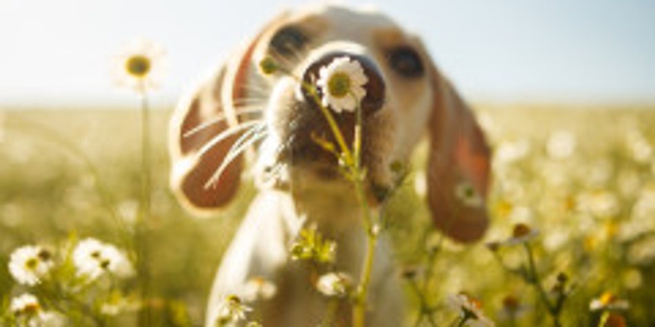 Chinesisches Sternzeichen Hund Chinesisches Sternzeichen Hund