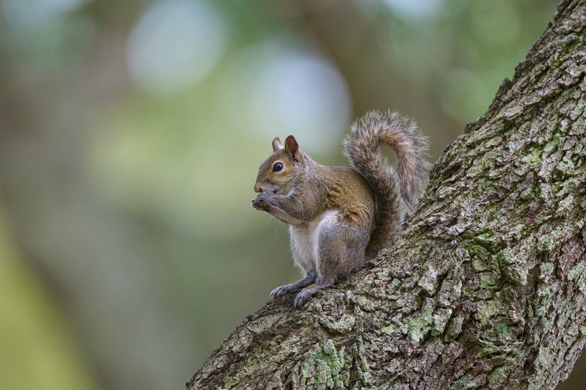 Amerikanisches Grauhörnchen sitzt auf einem Baum. Amerikanisches Grauhörnchen sitzt auf einem Baum.