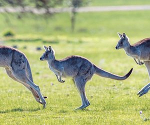 Wie weit springt ein Känguru? Kindgerecht erklärt