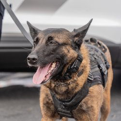 Hunde mit Spezialausbildung: Das sind die besten 4 Polizeihunde
