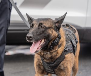 Hunde mit Spezialausbildung: Die 4 besten Polizeihunde