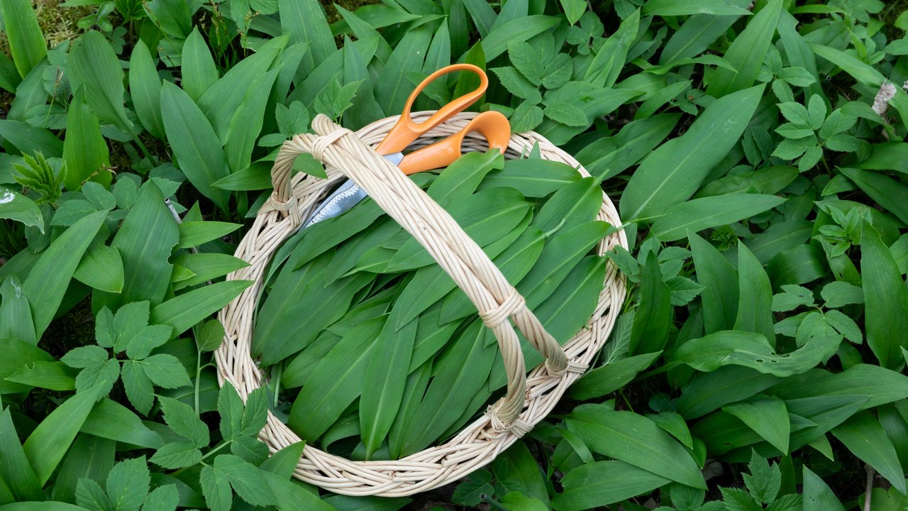 Bärlauch hat nur im Frühling Saison. Was tun, wenn dich der Appetit nach Bärlauch zu einer anderen Jahreszeit überkommt? Bärlauch hat nur im Frühling Saison. Was tun, wenn dich der Appetit nach Bärlauch zu einer anderen Jahreszeit überkommt?