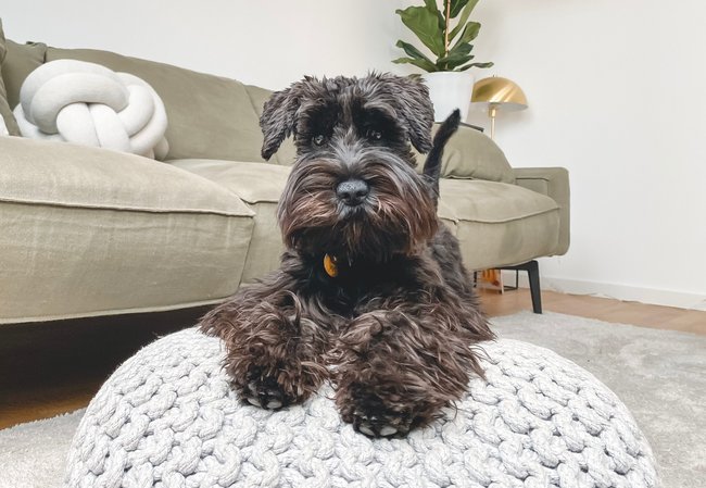 Schnauzer Schnauzer