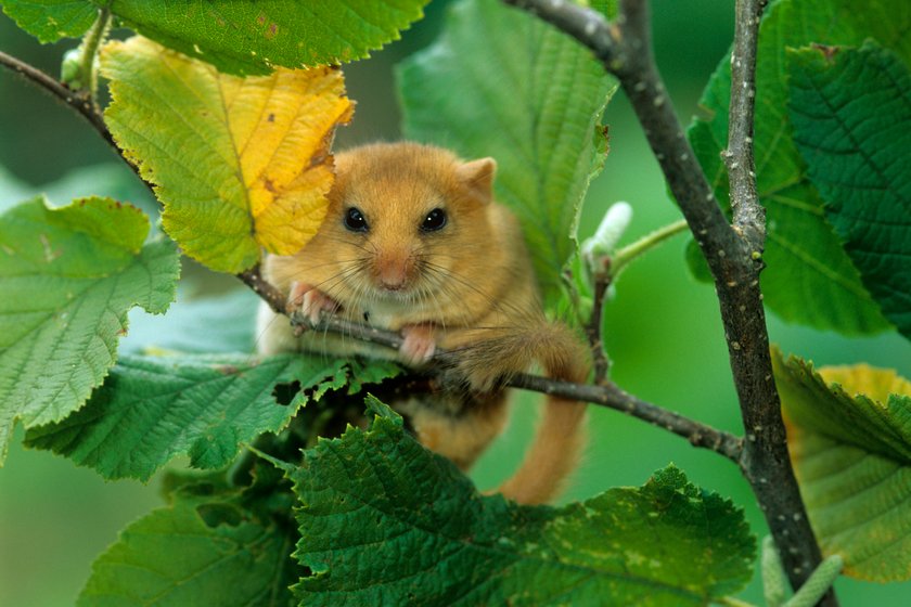 Die Haselmaus hat eine Lebenserwartung von bis zu fünf Jahren. Die Haselmaus hat eine Lebenserwartung von bis zu fünf Jahren.