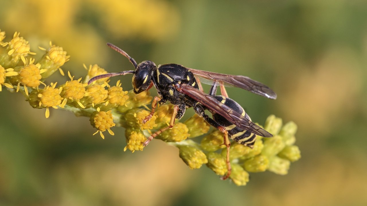 Erdwespen leben im Boden.