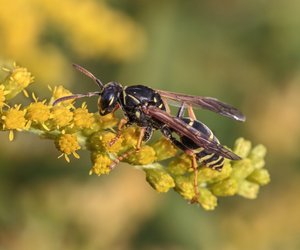 Erdwespen im Garten: Mit diesen Tipps kannst du vorbeugen