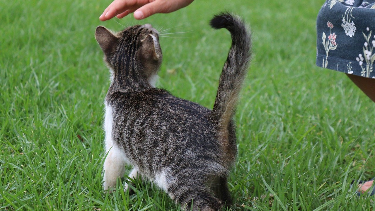 Kätzchen mit steil aufgerichtetem Schwanz lässt sich streicheln. Kätzchen mit steil aufgerichtetem Schwanz lässt sich streicheln.