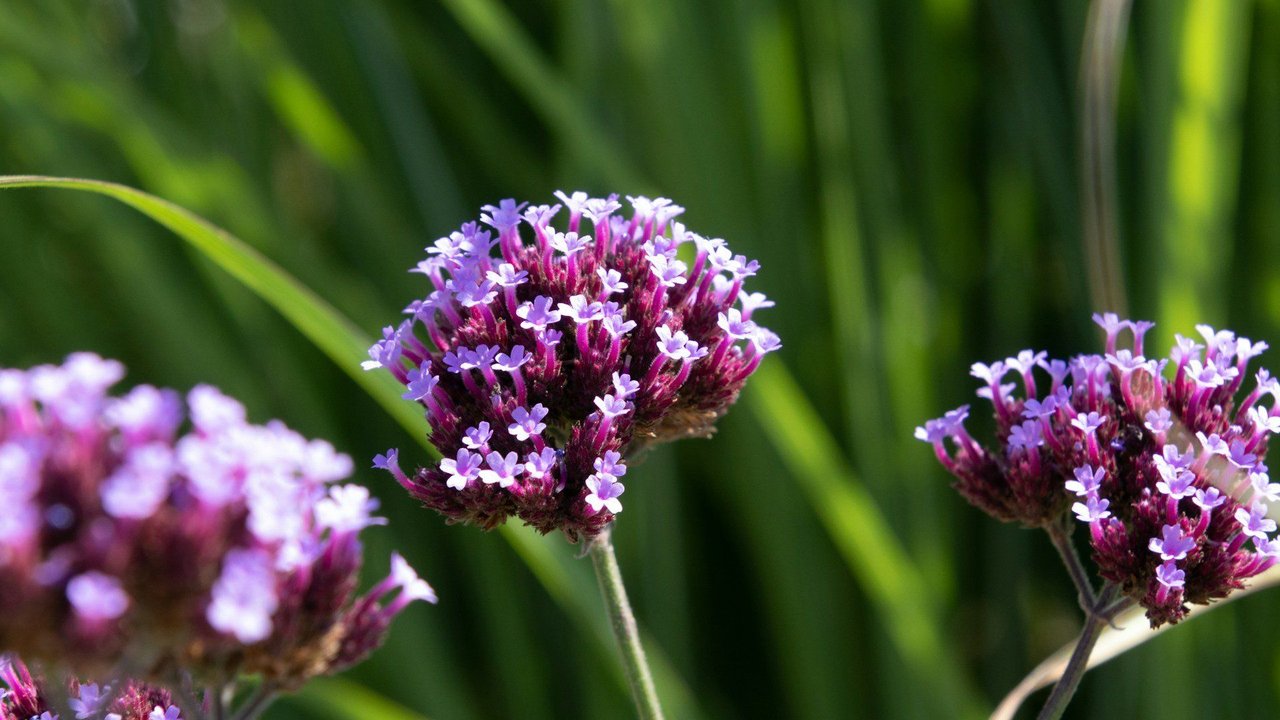 Das wunderschön blühende Eisenkraut ist im Garten kein Problem. Das wunderschön blühende Eisenkraut ist im Garten kein Problem.