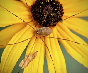 Spinnentier mit Überraschungen: Ist ein Weberknecht giftig?