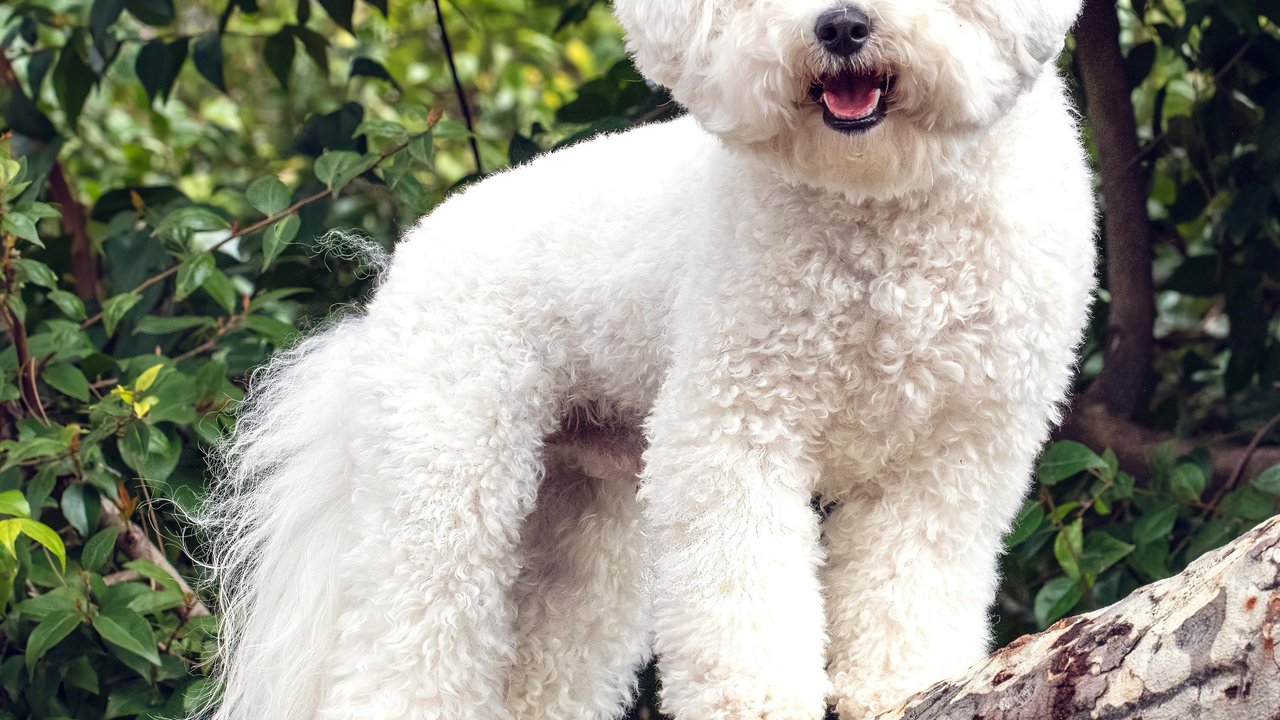 Lockenwunder auf vier Pfoten – wir stellen euch sieben interessante Rassen vor. Lockenwunder auf vier Pfoten – wir stellen euch sieben interessante Rassen vor.