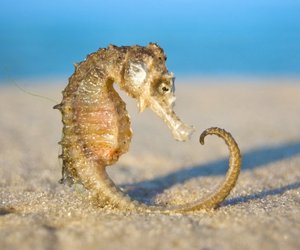 Seepferdchen in der Nordsee - wie gelangen die Tiere dorthin?