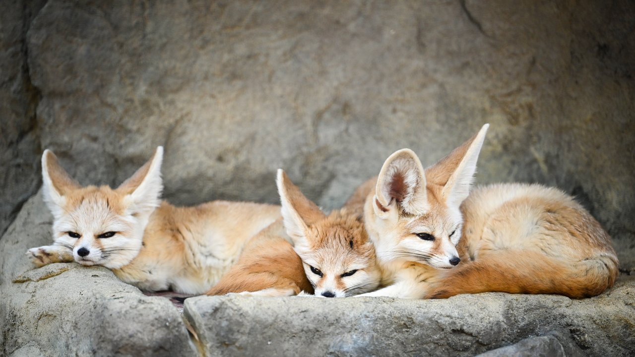 Fenneks kuscheln gern mit ihren Artgenossen. Fenneks kuscheln gern mit ihren Artgenossen.