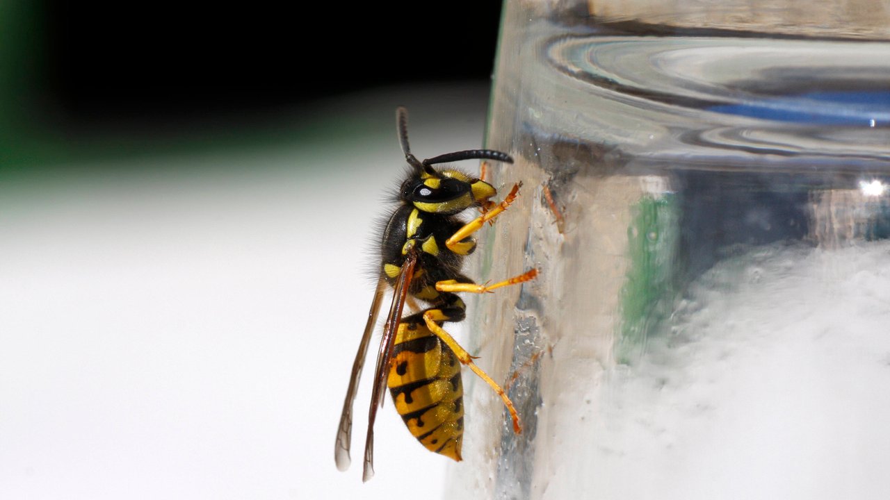Wespen können beim Grillen ganz einfach vertrieben werden.