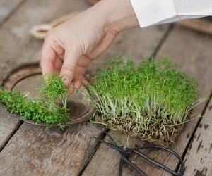 Kresse in der Schwangerschaft: Darf ich sie essen?