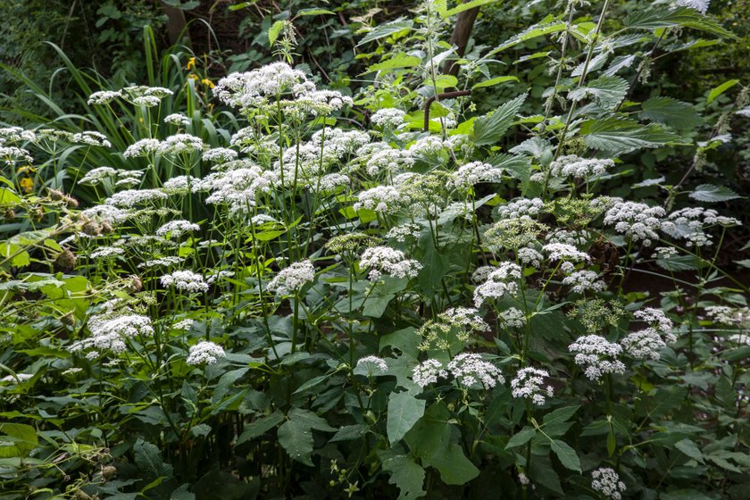 blühender Gewöhnlicher Giersch blühender Gewöhnlicher Giersch