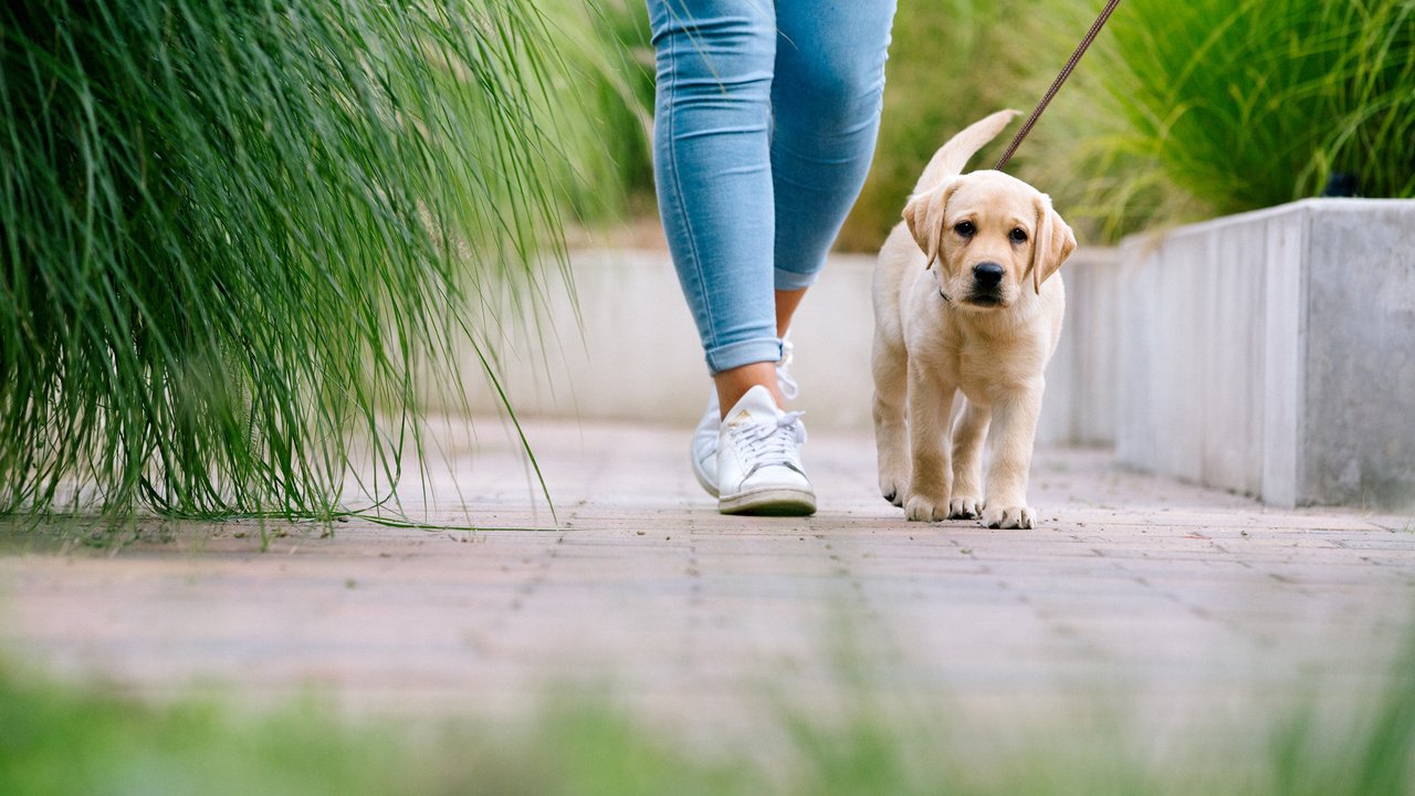 Süßer Hundewelpe beim Spaziergang