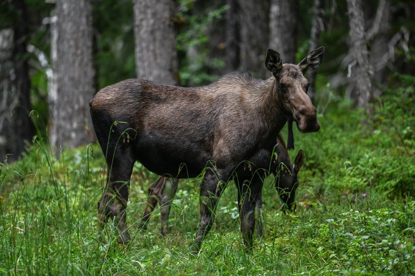 Elch im Wald in Alaska Elch im Wald in Alaska