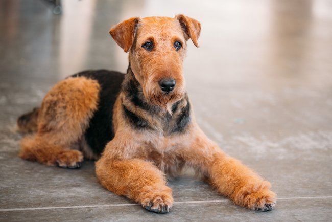 Ein Airedale Terrie liegt auf dem Boden. Ein Airedale Terrie liegt auf dem Boden.