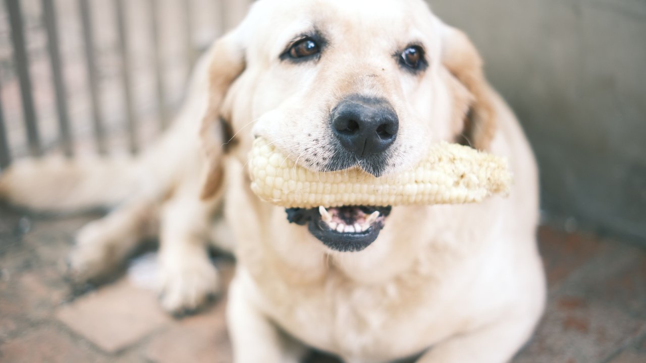 Darauf solltest du beim Verfüttern von Mais unbedingt achten!