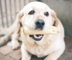 Dürfen Hunde Mais fressen? Das musst du dazu wissen