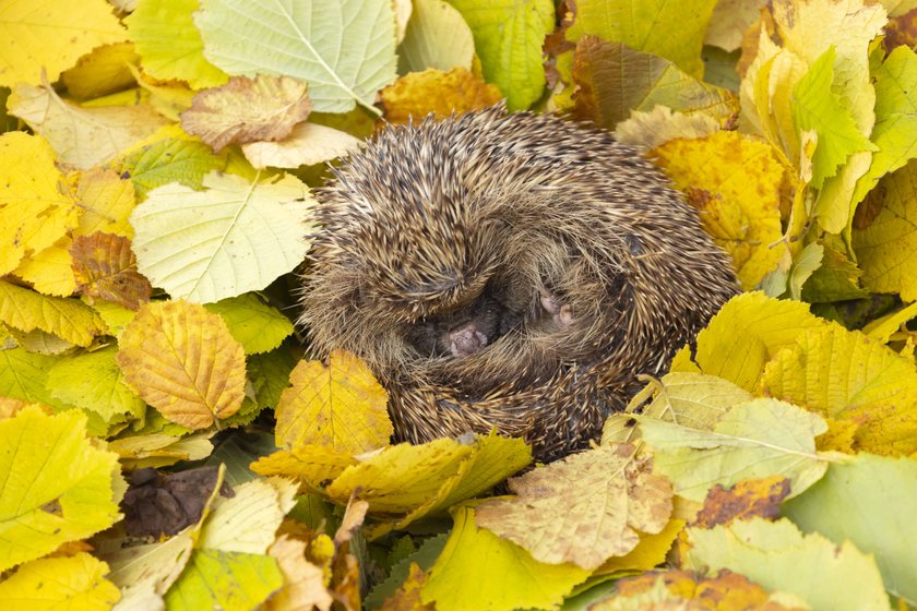 A European hedgehog sleeps in a pile of fallen Autumn leaves in Suffolk. Hedgehogs are becoming less common due to factors such as habitat loss and the rising incidence of diseases like lungworm in the United Kingdom. Across the nation, numerous individuals are extending assistance to the creatures by operating rescue facilities exclusively for hedgehogs. Where: Suffolk, United Kingdom When: 13 Nov 2023 Credit: Kevin Sawford/Cover Images EDITORIAL USE ONLY. RESTRICTED TO NEWSPAPERS BASED IN THE UK Copyright: xKevinxSawfordx 53206669 A European hedgehog sleeps in a pile of fallen Autumn leaves in Suffolk. Hedgehogs are becoming less common due to factors such as habitat loss and the rising incidence of diseases like lungworm in the United Kingdom. Across the nation, numerous individuals are extending assistance to the creatures by operating rescue facilities exclusively for hedgehogs. Where: Suffolk, United Kingdom When: 13 Nov 2023 Credit: Kevin Sawford/Cover Images EDITORIAL USE ONLY. RESTRICTED TO NEWSPAPERS BASED IN THE UK Copyright: xKevinxSawfordx 53206669
