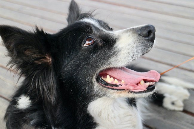 Collie Collie