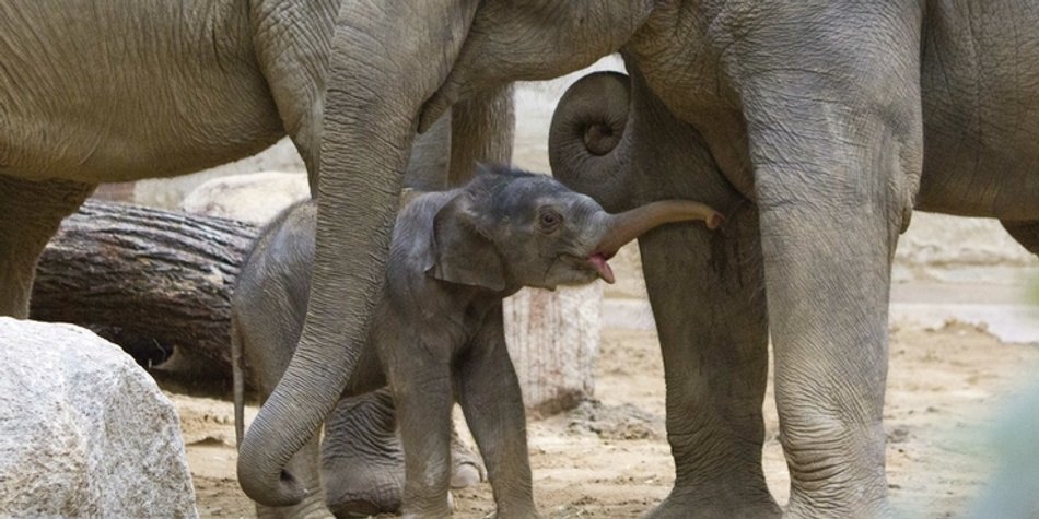 So niedlich ist das Elefantenbaby im Leipziger Zoo So niedlich ist das Elefantenbaby im Leipziger Zoo