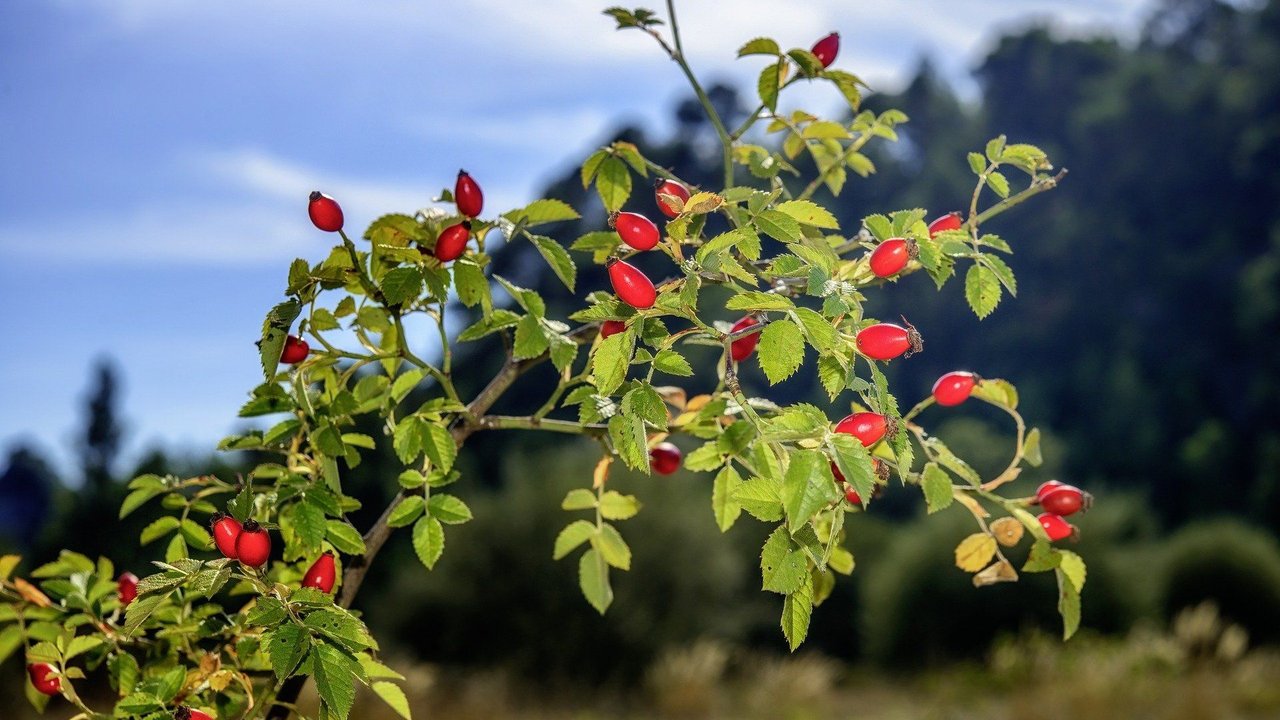 Zur Hagebutten-Ernte sind Handschuhe zu empfehlen.