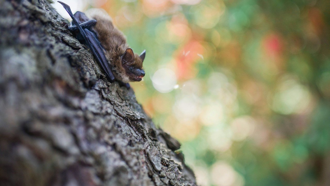 Fledermäuse leben seit 50 Millionen Jahren auf der Erde. Fledermäuse leben seit 50 Millionen Jahren auf der Erde.