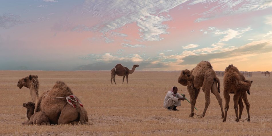 Wo leben eigentlich Kamele – Afrika oder Asien? Wo leben eigentlich Kamele – Afrika oder Asien?