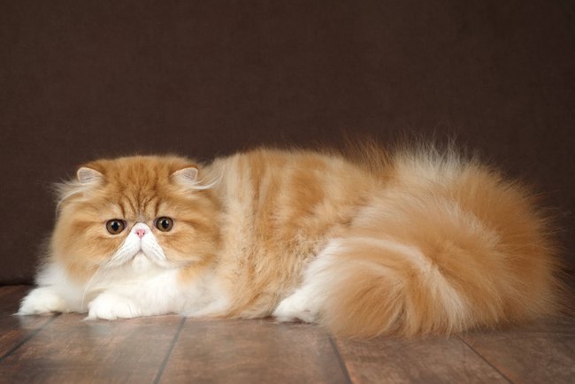 Porträt einer flauschigen Perserkatze auf dunklem Hintergrund. Farbe: rot und weiß. Portrait of a fluffy red Persian cat on a dark background in a studio. Copyright: xZoonar.com/AKIFYEVAxSVETLANAAx 22787641 Porträt einer flauschigen Perserkatze auf dunklem Hintergrund. Farbe: rot und weiß. Portrait of a fluffy red Persian cat on a dark background in a studio. Copyright: xZoonar.com/AKIFYEVAxSVETLANAAx 22787641