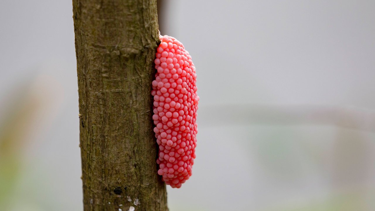 Das Gelege einer Apfelschnecke