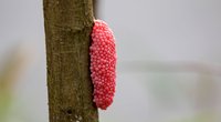 Vorsicht vor Schädlingen im Garten: So erkennt ihr die Eier der Apfelschnecke