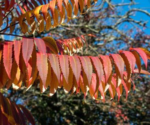 Essigbaum: Ist er giftig?