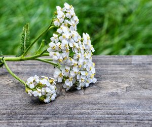 Kann man Schafgarbe essen oder ist sie giftig?