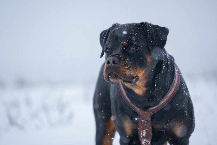 Rottweiler