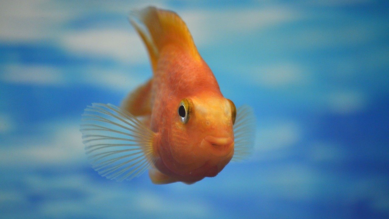 Auch wenn er noch so niedlich guckt – ständig füttern solltest du ihn nicht. Auch wenn er noch so niedlich guckt – ständig füttern solltest du ihn nicht.