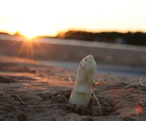 Spargelsaison: Wann sie beginnt und wann sie endet