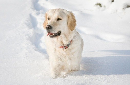 Hunde im Winter und Schnee