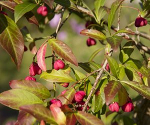 Das Pfaffenhütchen: Giftig oder unbedenklich?