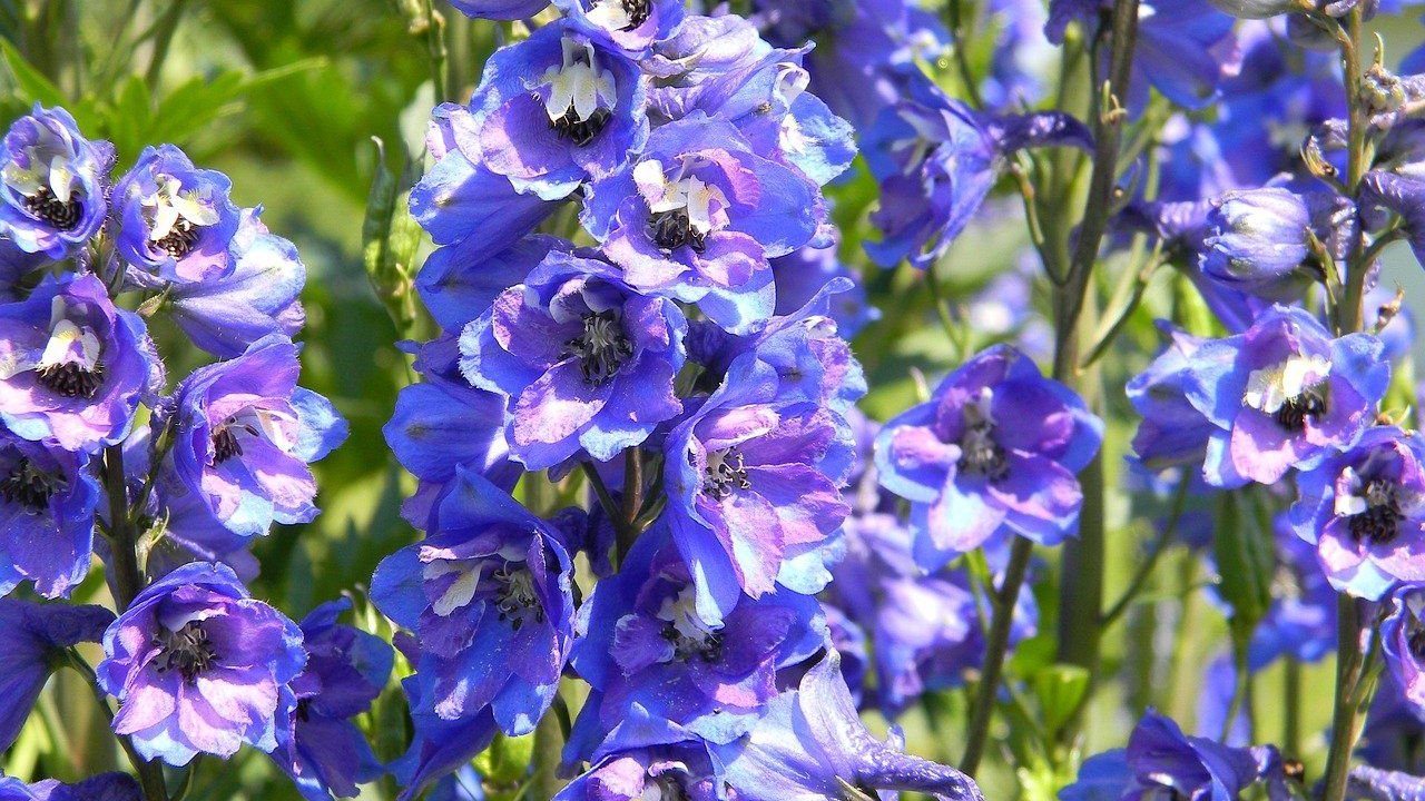 Der Rittersporn begeistert durch seine schönen Blüten.