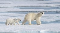 Wo leben Eisbären? Die kalte Heimat der weißen Bären