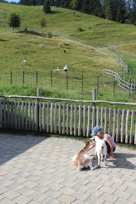 Alpsee Bergwelt Ziegen Alpsee Bergwelt Ziegen