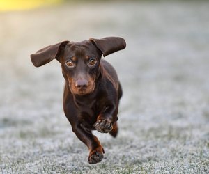 Darf dein Hund Basilikum essen?