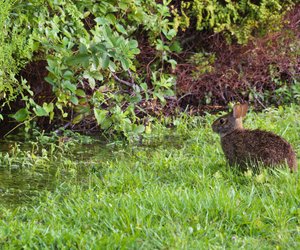 Können Hasen schwimmen? Damit hast du nicht gerechnet