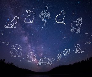 Welches Haustier passt zu deinem Sternzeichen? Finde es heraus ...