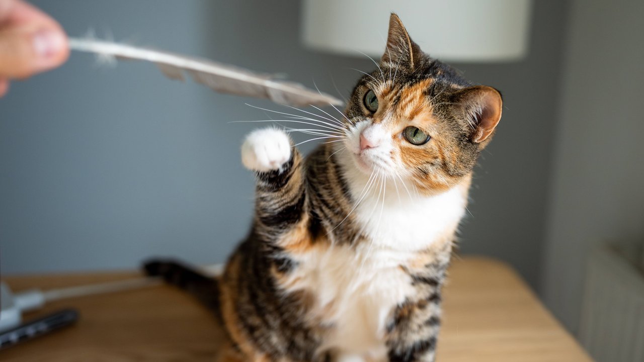 Eine artgerechte Ernährung ist für Katzen besonders wichtig. Eine artgerechte Ernährung ist für Katzen besonders wichtig.