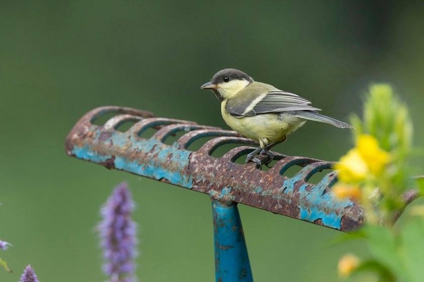 Kohlmeisen können ein erstaunlich hohes Lebensalter erreichen.