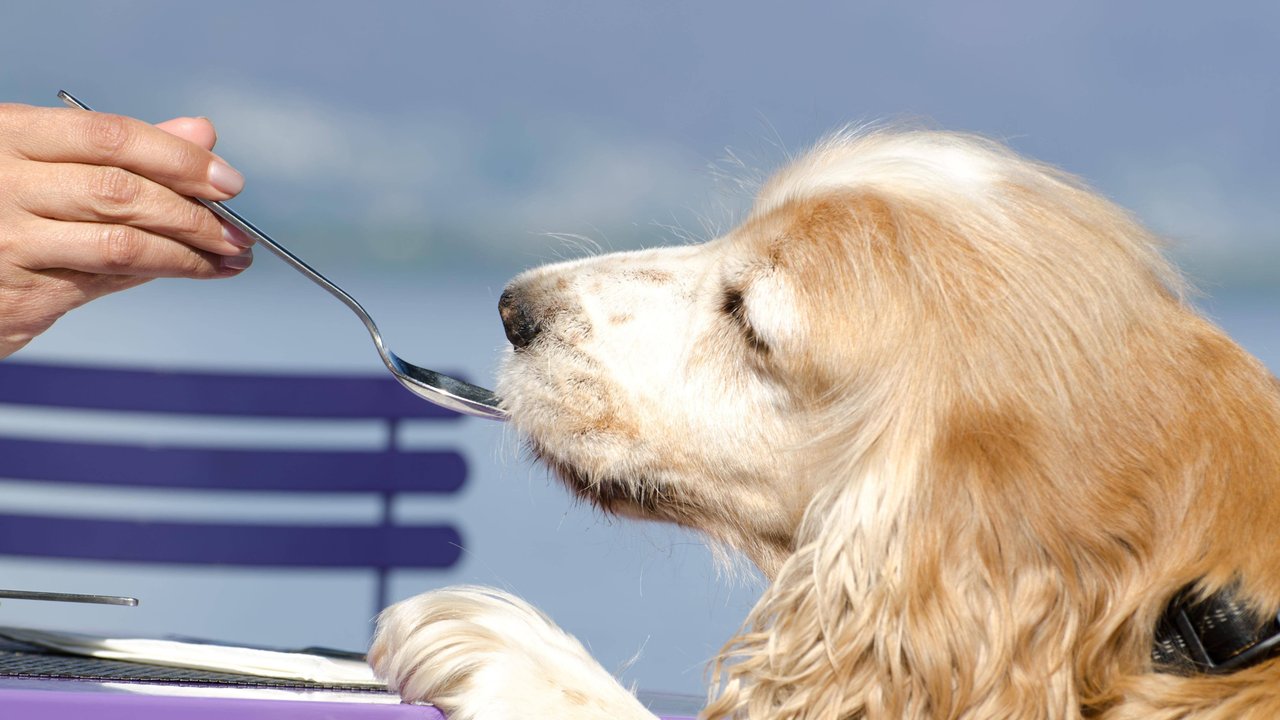 Ein Zuviel an Honig kann ernstzunehmende Folgen für Hunde haben. Ein Zuviel an Honig kann ernstzunehmende Folgen für Hunde haben.