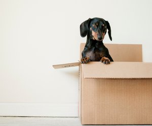 Dürfen Hunde in IKEA? Alles, was du wissen solltest